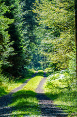 Obraz premium A Lush Forest Pathway Meandering Through Vibrant Green Trees Full of Life and Beauty