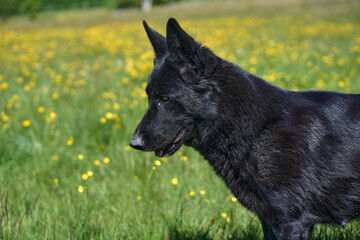 Beautiful German Shepherd dog playing in a meadow on a sunny spring day in Skaraborg Sweden