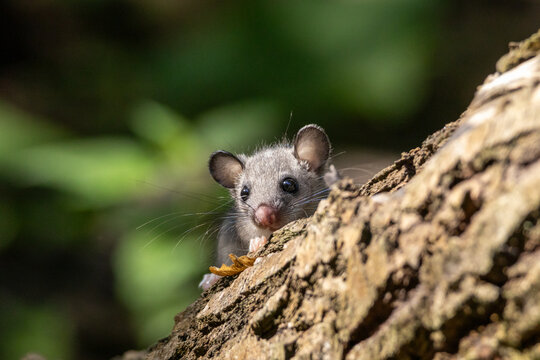 Ghiro, Glis glis, nell'appennino emiliano.