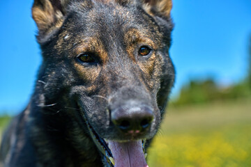 Beautiful German Shepherd dog playing in a meadow on a sunny spring day in Skaraborg Sweden