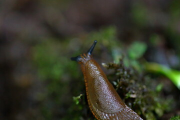 snail