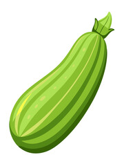 zucchini vector, illustration of zucchini isolated on white background