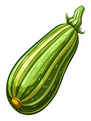 zucchini vector, illustration of zucchini isolated on white background