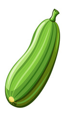 zucchini vector, illustration of zucchini isolated on white background