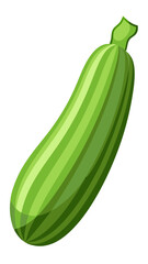 zucchini vector, illustration of zucchini isolated on white background