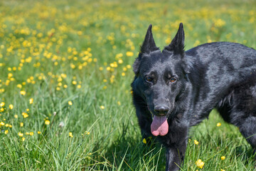 Beautiful German Shepherd dog playing in a meadow on a sunny spring day in Skaraborg Sweden