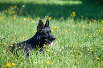 Beautiful German Shepherd dog playing in a meadow on a sunny spring day in Skaraborg Sweden