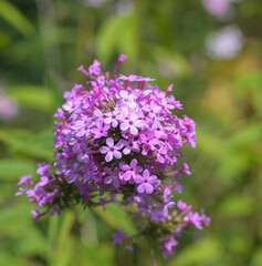 Beautiful close-up of purple phlox paniculata flowers