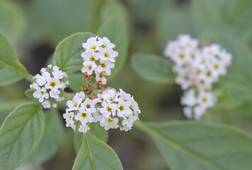 Beautiful close-up of heliotropium europaeum
