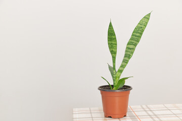 A small snake plant in an orange pot on a table, against a white wall background