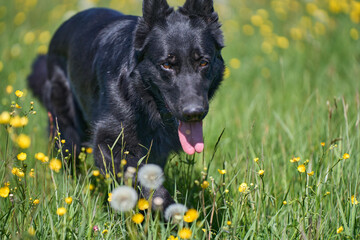 Beautiful German Shepherd dog playing in a meadow on a sunny spring day in Skaraborg Sweden