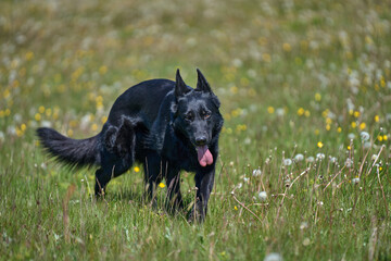 Beautiful German Shepherd dog playing in a meadow on a sunny spring day in Skaraborg Sweden