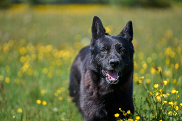 Beautiful German Shepherd dog playing in a meadow on a sunny spring day in Skaraborg Sweden