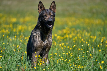 Beautiful German Shepherd dog playing in a meadow on a sunny spring day in Skaraborg Sweden