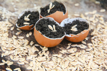 Suri cucumber seeds or Cucumis Mel L Var Reticulatus Naudin which are sown on chicken egg shells