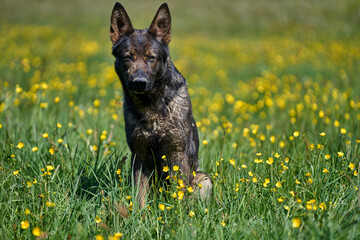 Beautiful German Shepherd dog playing in a meadow on a sunny spring day in Skaraborg Sweden