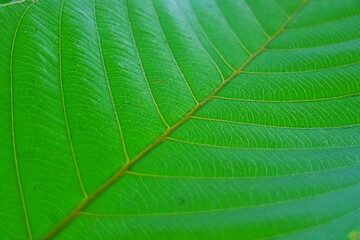 green leaf texture background 