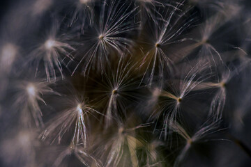 Naklejka premium dandelion seed head