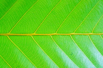 green leaf texture