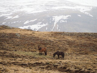 Two horses graze on rugged terrain interspersed with patches of snow, set against a backdrop of scenic mountain hills, embodying the peaceful coexistence with nature.