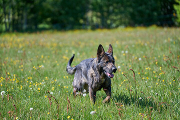 Beautiful German Shepherd dog playing in a meadow on a sunny spring day in Skaraborg Sweden