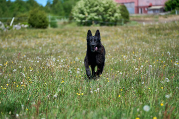 Beautiful German Shepherd dog playing in a meadow on a sunny spring day in Skaraborg Sweden