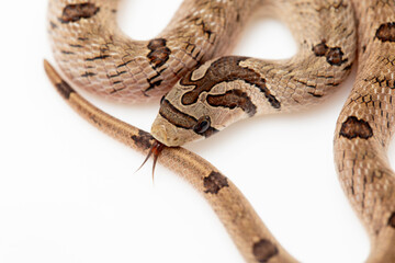 Small-banded Kukri Snake (Oligodon fasciolatus) close-up shot isolated in white background. 