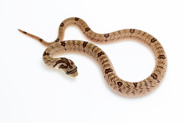 Small-banded Kukri Snake (Oligodon fasciolatus) close-up shot isolated in white background. 