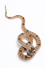 Small-banded Kukri Snake (Oligodon fasciolatus) close-up shot isolated in white background. 