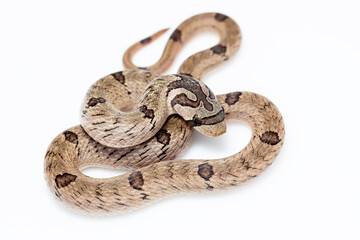 Small-banded Kukri Snake (Oligodon fasciolatus) close-up shot isolated in white background. 
