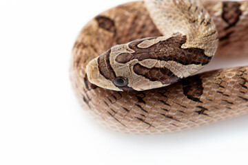 Small-banded Kukri Snake (Oligodon fasciolatus) close-up shot isolated in white background. 