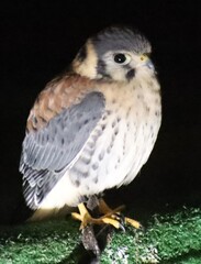 Guidonia Fairyland ft 16