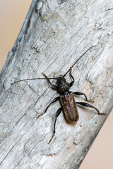 a longhorn beetle - Callidium coriaceum