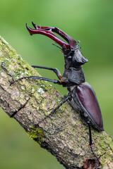 a beetle called Lucanus cervus
