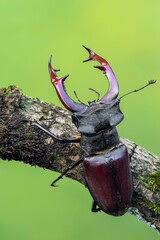 a beetle called Lucanus cervus