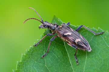 a longhorn beetle - Rhagium bifasciatum