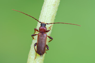 a longhorn beetle - Phymatodes testaceus