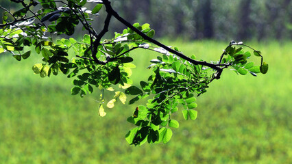Fototapeta premium Beautiful Kerala landscape with full of plants and foliage