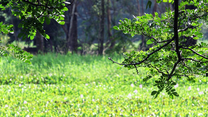Beautiful Kerala landscape with full of plants and foliage