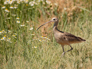 bird in grass