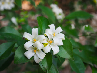 Beautiful white flowers in the garden at home, natural freshness