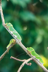 Caterpillar of common mormon butterfly walking on a small twig