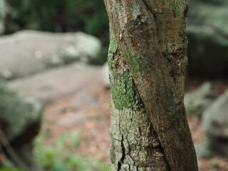 Close-up tree texture in forest area copy space about nature