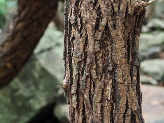 Close-up tree texture in forest area copy space about nature