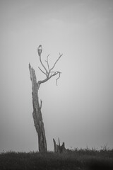Hawk perched on dead tree 