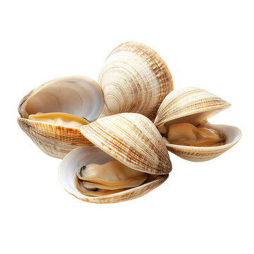 Fresh and natural clam shell displayed on a white background, perfect for culinary, sea life, and marine-themed projects.