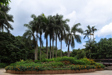 Fototapeta premium Oil Palm Plantation Land With Lush And Shady Trees