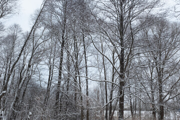 Winter forest landscape. Snow-covered trees in the winter forest. Winter trees backgrounded gray sky. Winter background for poster, calendar, post, screensaver, wallpaper, postcard, banner, cover