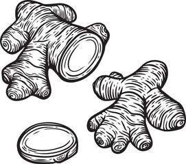 Engraved ginger root spice hand drawing isolated on white background.