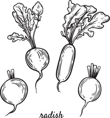 Engraved radish hand drawn vector illustration.